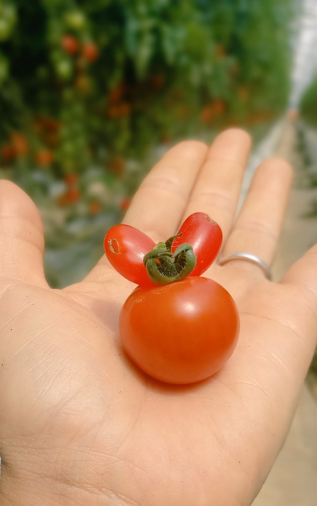 可愛いの収穫できました〜🥰❣️❣️ 