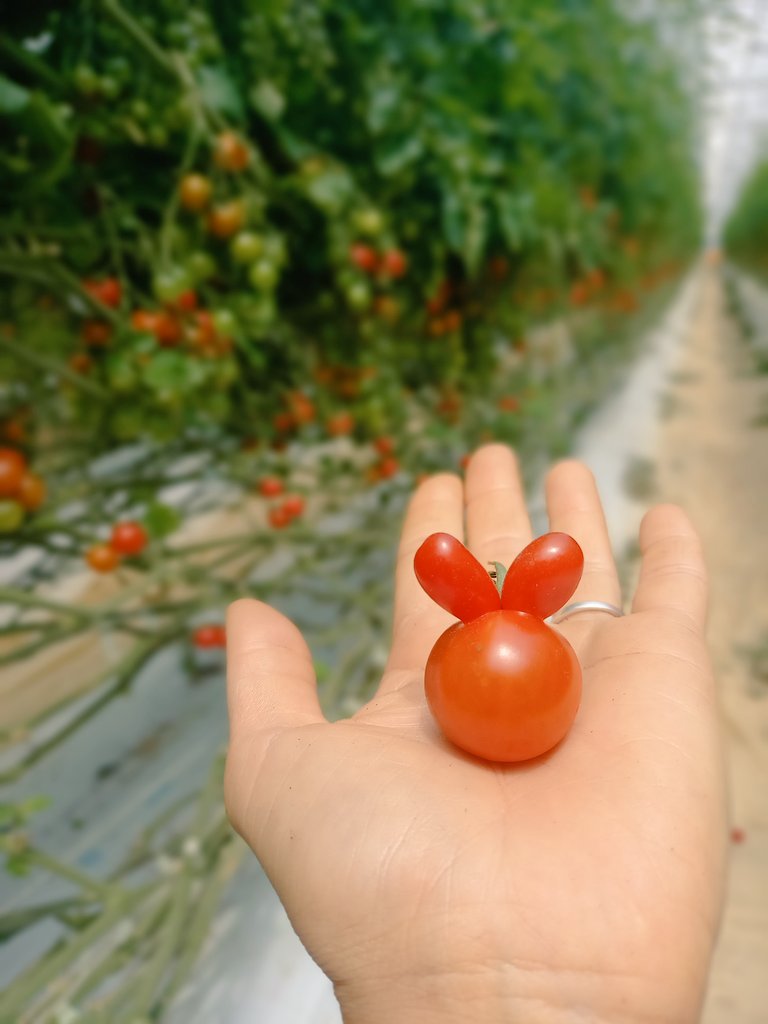 可愛いの収穫できました〜🥰❣️❣️ 