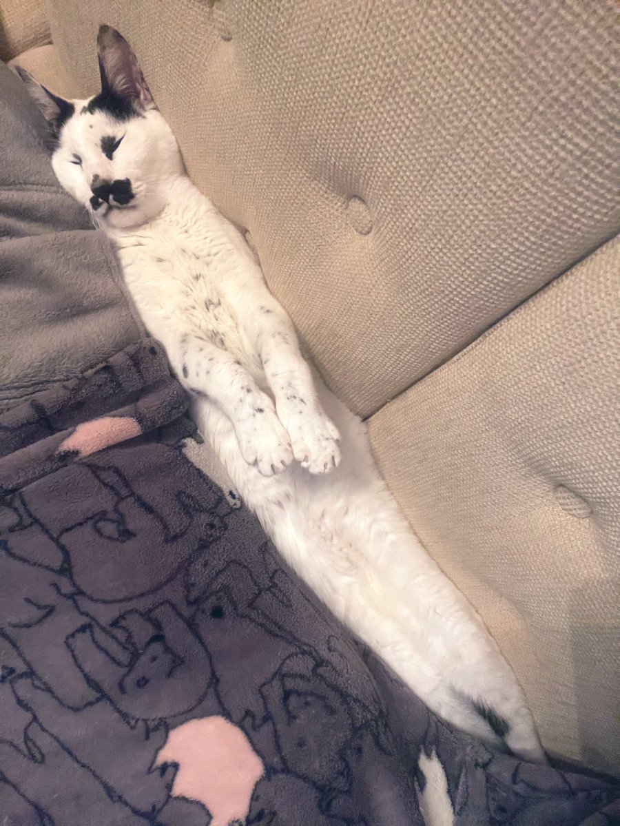 アス比を自在に操れる幽霊のモノマネをする猫 