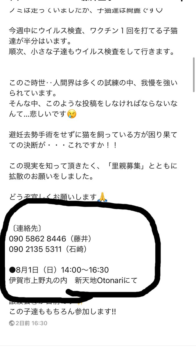 子猫が大量に捨てられてました… どなたか引き取っていただける方いませんか
