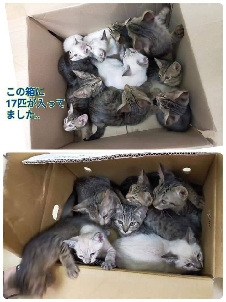 子猫が大量に捨てられてました… どなたか引き取っていただける方いませんか