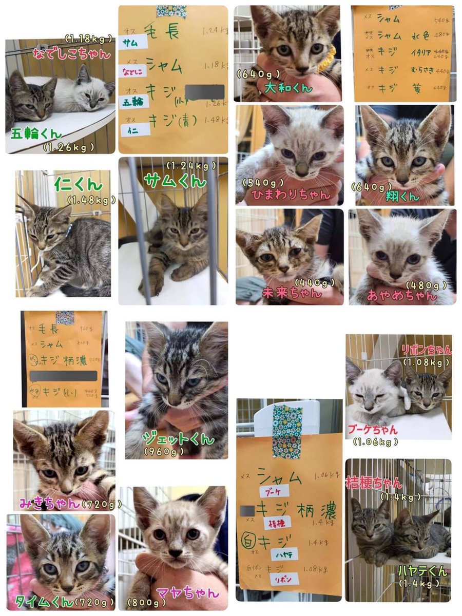 子猫が大量に捨てられてました… どなたか引き取っていただける方いませんか