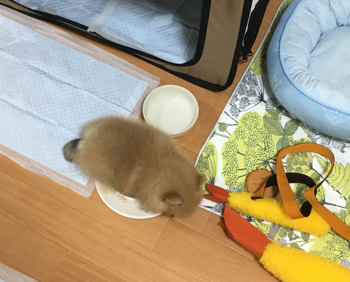 ネムネムだけど、寝てる間にご飯が来て気づけなかったらどうしよう