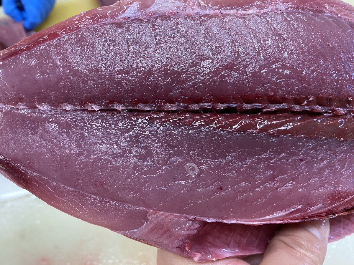 「アニサキスは内臓にいて、魚の死後に身に移る」はガセです間違いです誤情報です気をつけろ❗️ というか、死後に内臓から移る事も、このようにもともと身に寄生してる事も有ります 「釣ってすぐ船上でワタ抜いたので刺身で大丈夫