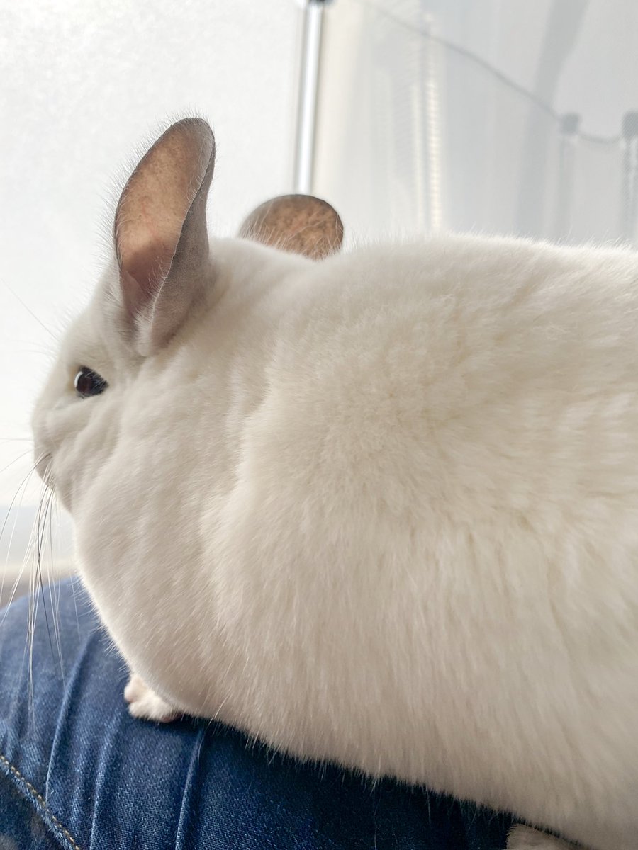 チンチラふわふわ金曜日 