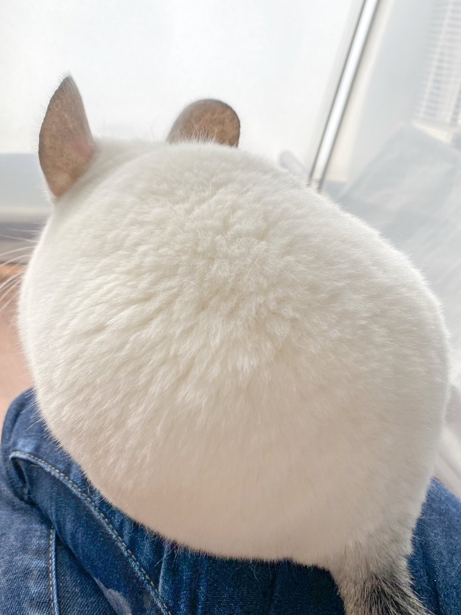 チンチラふわふわ金曜日 