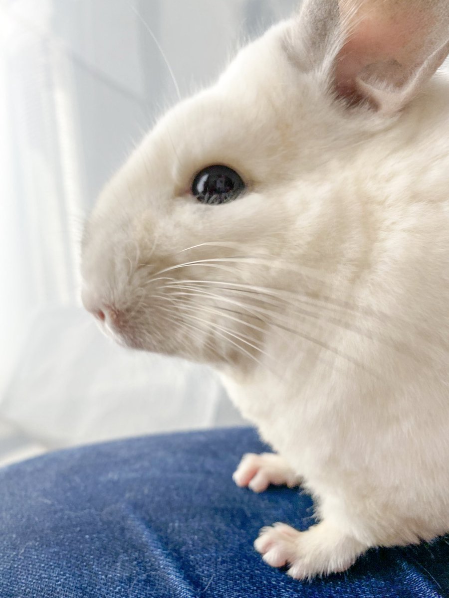 チンチラふわふわ金曜日 