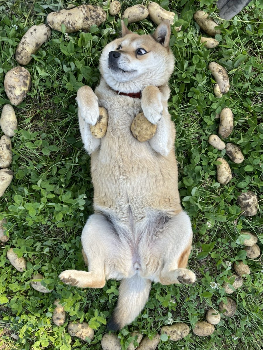 馬鈴薯魔法陣で芋犬を召喚しました。 