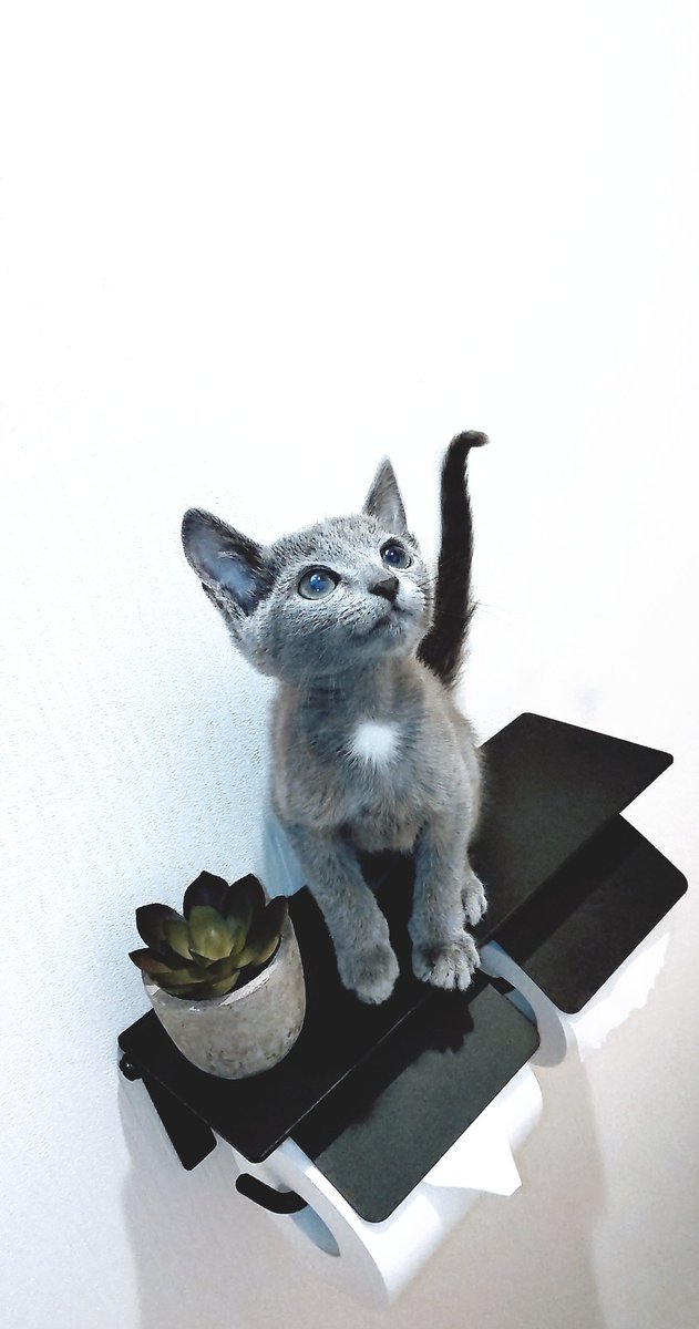 とうとうトイレまで付いてくるようになった…