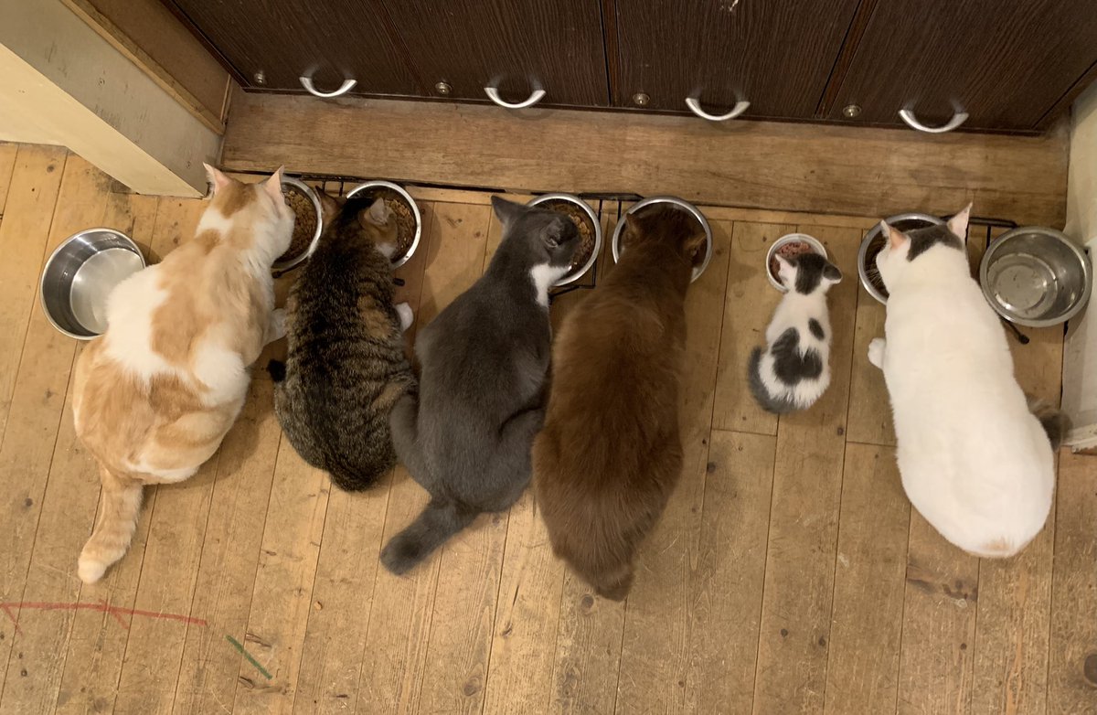 別の場所であげても食べないから、大人の間にいれたら食べた