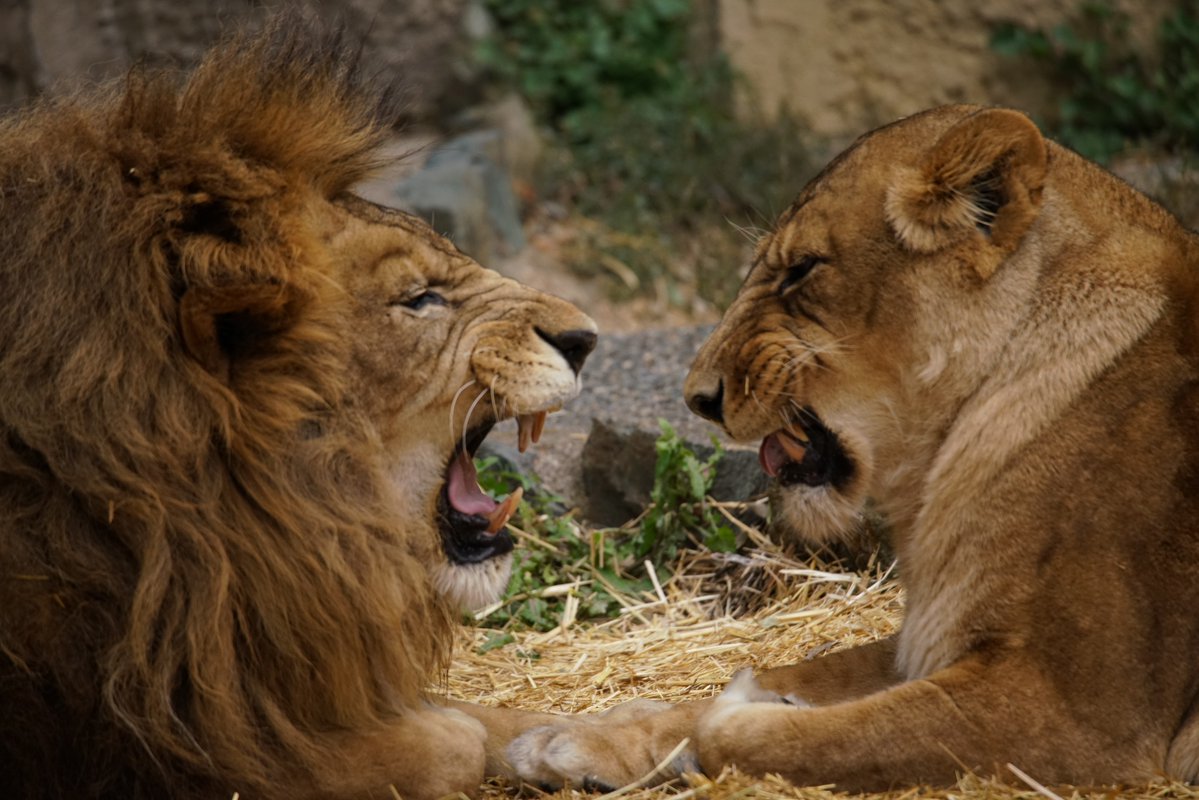   ＃のんほいパーク ＃ライオン ＃ハヤテ ＃オト 