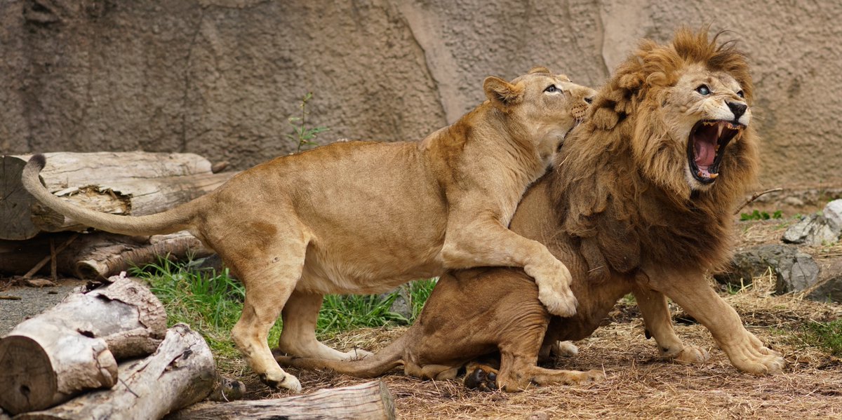   ＃のんほいパーク ＃ライオン ＃ハヤテ ＃オト 