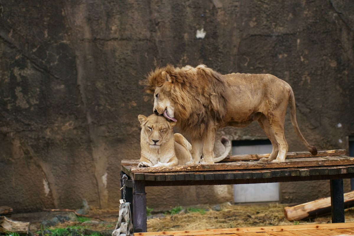   ＃のんほいパーク ＃ライオン ＃ハヤテ ＃オト 