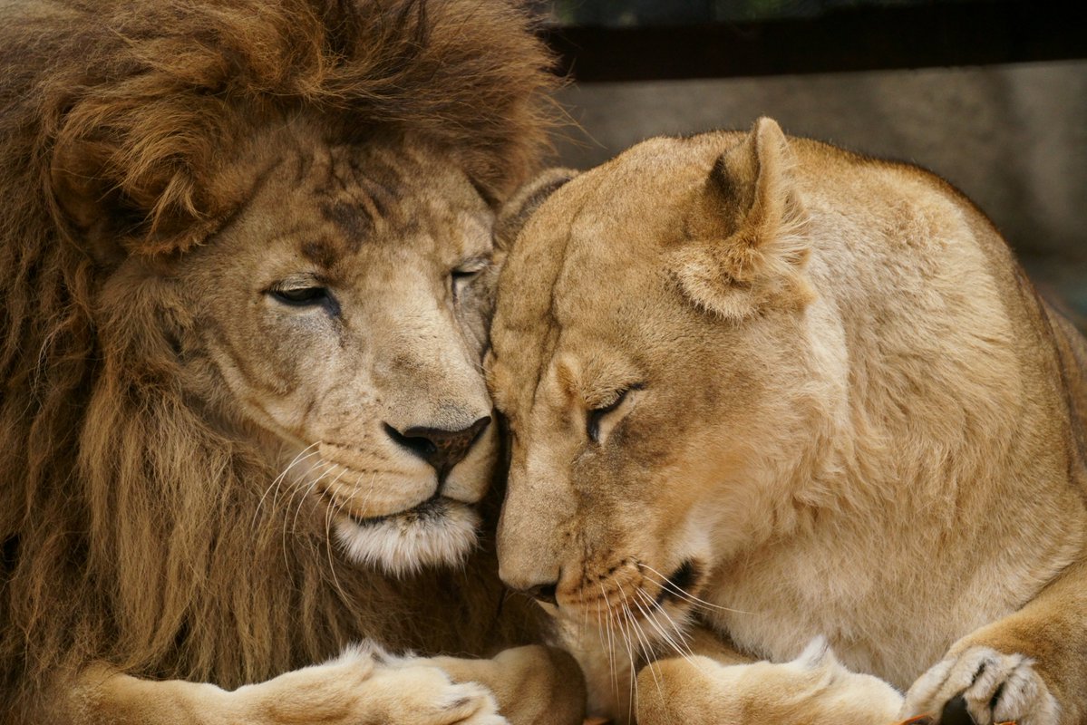   ＃のんほいパーク ＃ライオン ＃ハヤテ ＃オト 