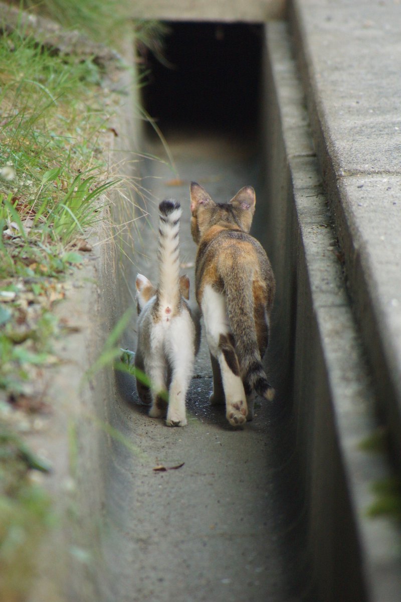 世界中の猫さん親子に、安全な旅路が有ります様に。  ＃世界猫の日 