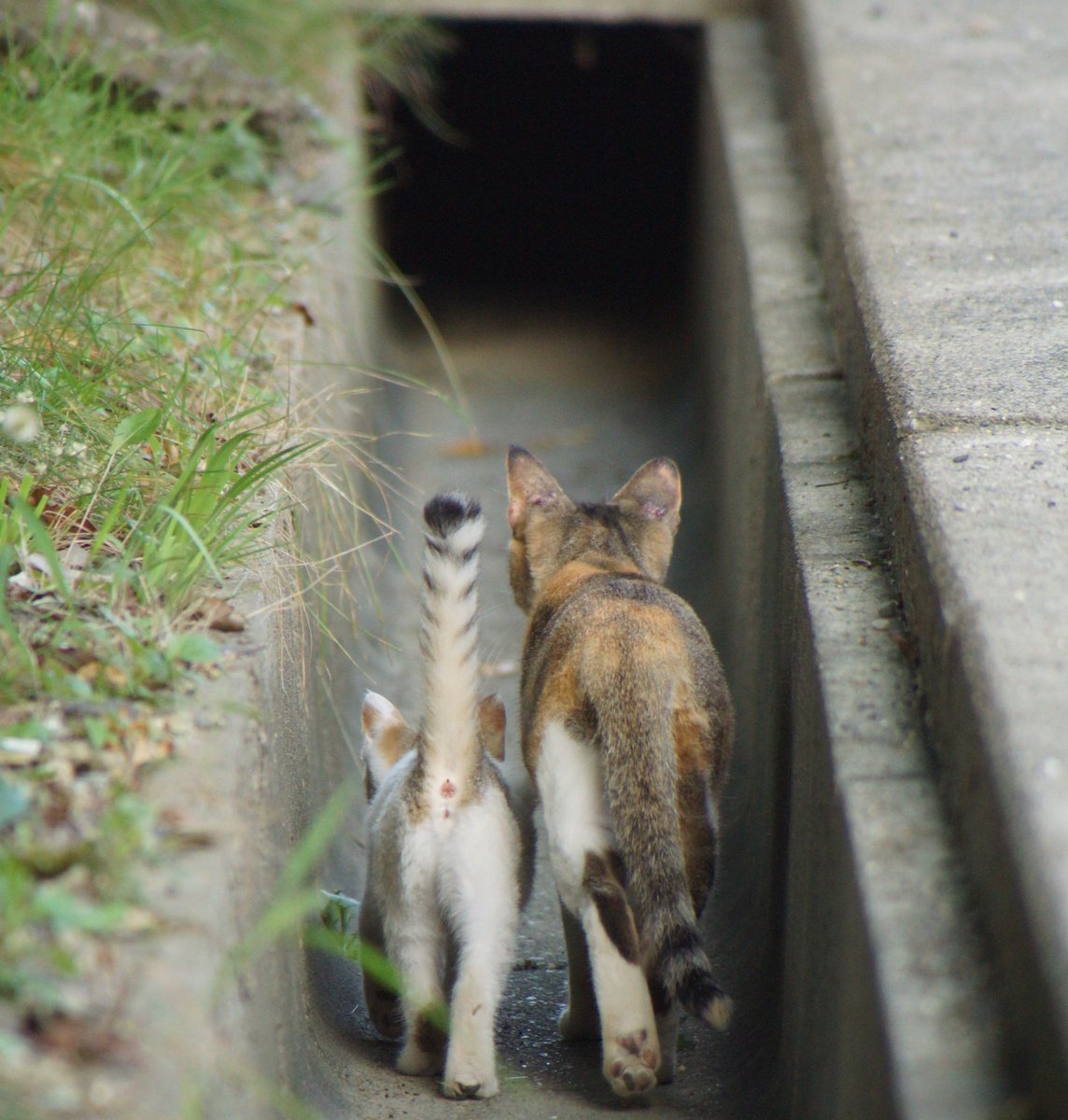 #意外にこれ知られてないんですけど  ここを通ると車に轢かれ無くて安全なんです