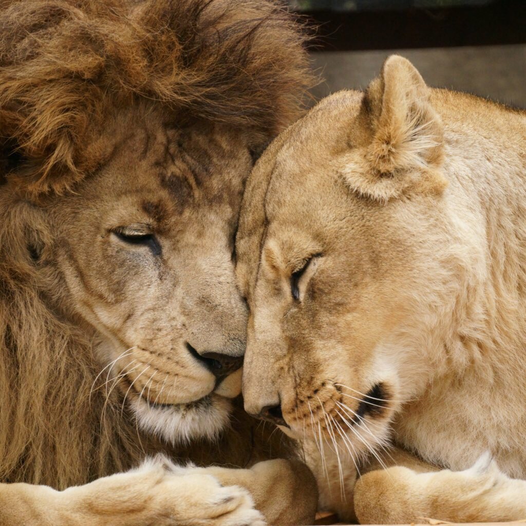 #フォロワーが体験した事が無さそうな体験  動物園で撮った写真をツイートしたら公式の眼に留まって、ポスターにして頂きました😸 