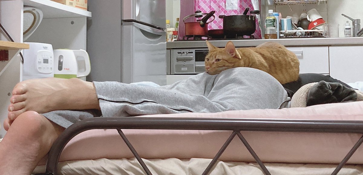 寝てしまったかいぬし♂の背中の上に乗ったかと思ったら、かいぬしのお尻を顎置きにしてテレビ観てる猫🐈 