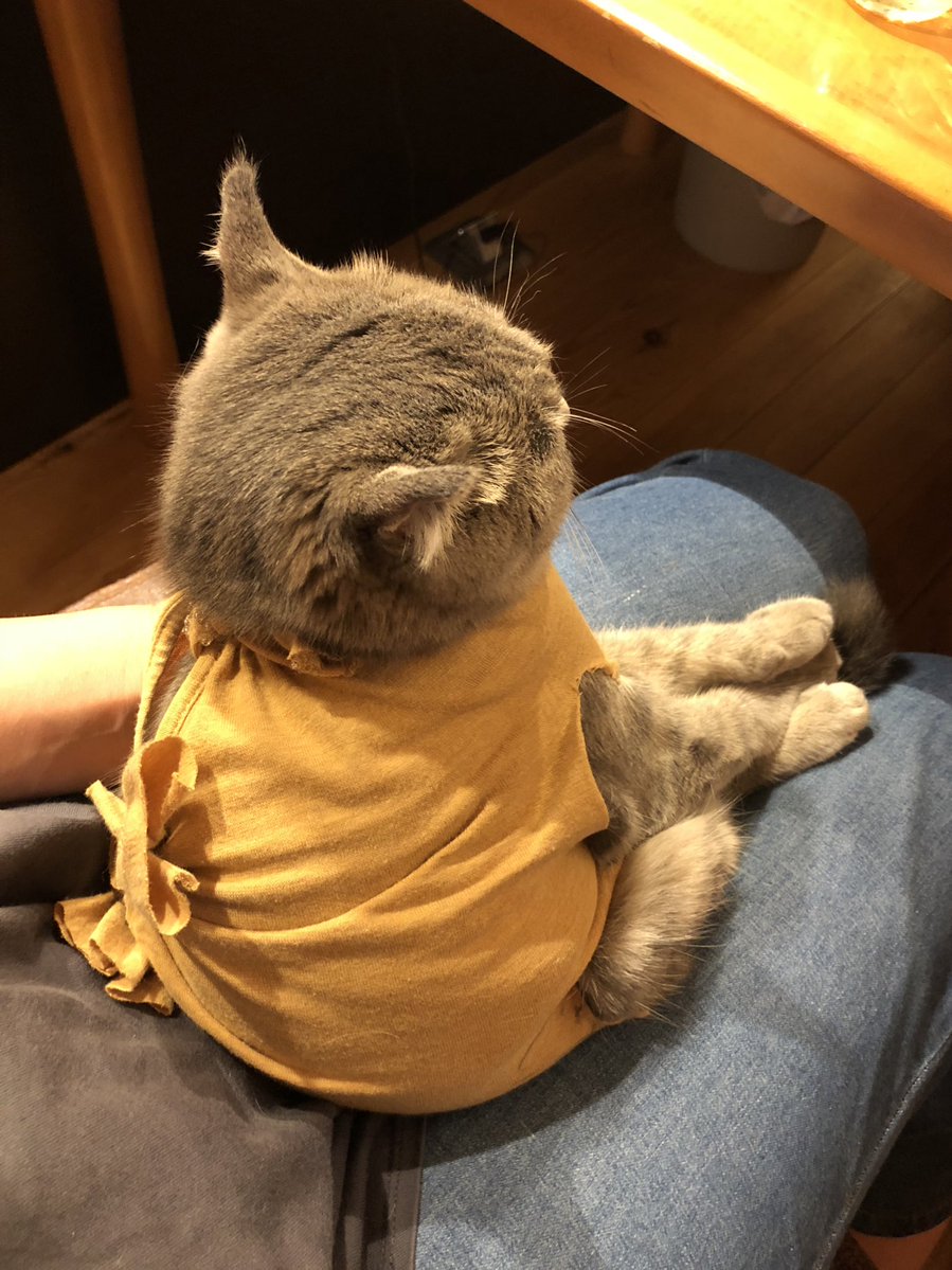 ころんエリザベスカラー嫌がるから私のキャミソールで術後服作ったら、気に入ったみたいで着こなしてる😆