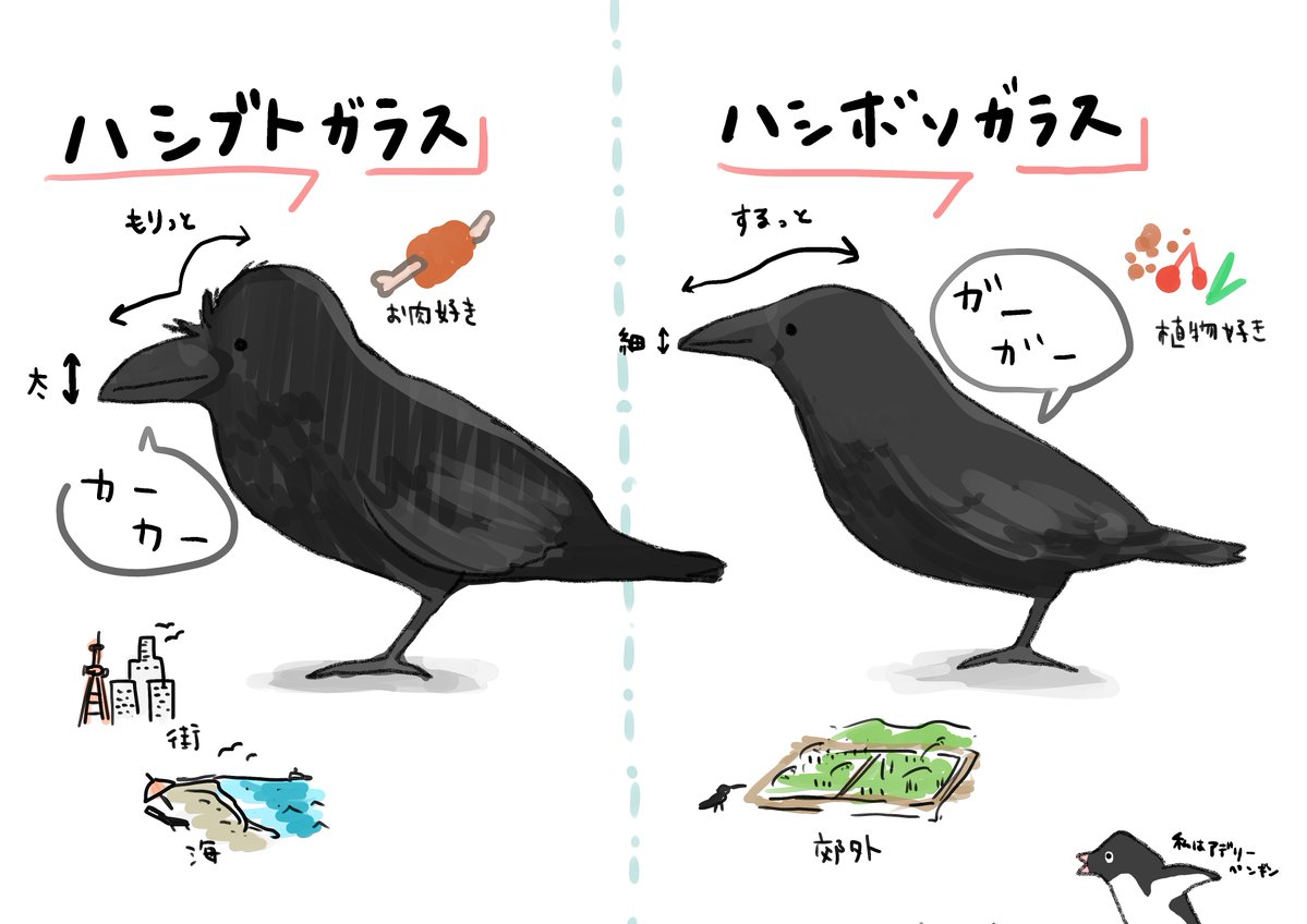 よく見かける鳥を見分けるメモ 