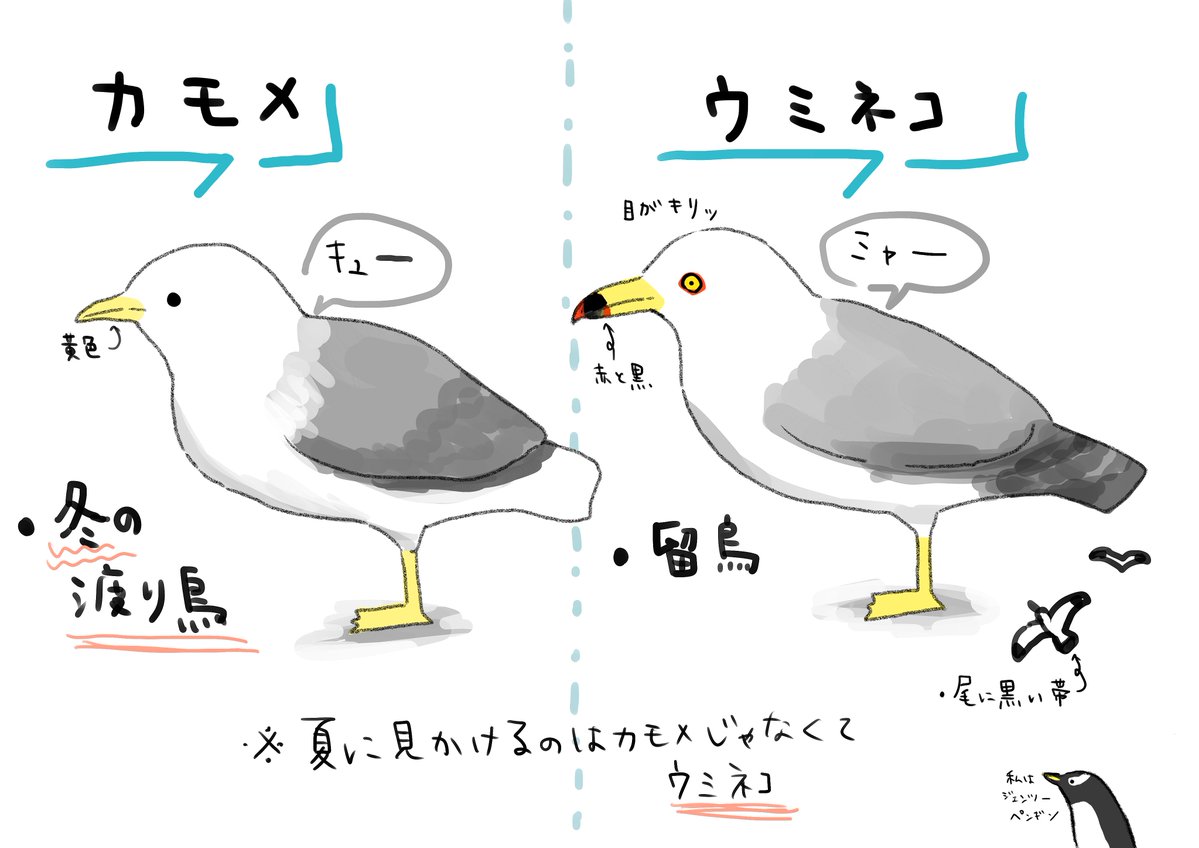 よく見かける鳥を見分けるメモ 