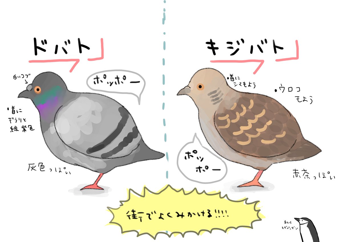 よく見かける鳥を見分けるメモ 