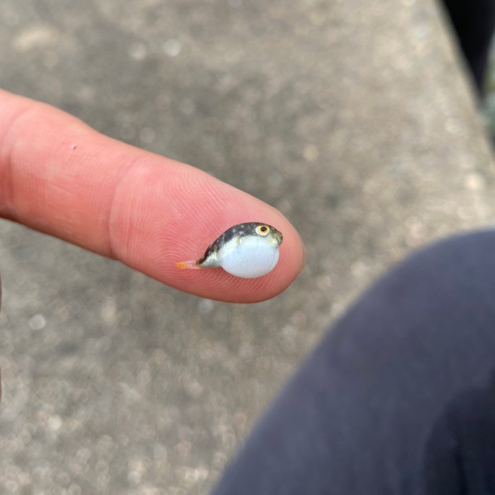 指乗りフグ🐡 こんなに小さいのにしっかり膨らんでるのが可愛すぎます(笑) 