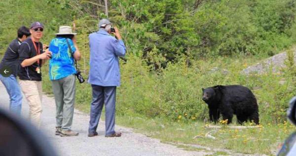 こんな事をする人達のせいでクマは撃たれる 