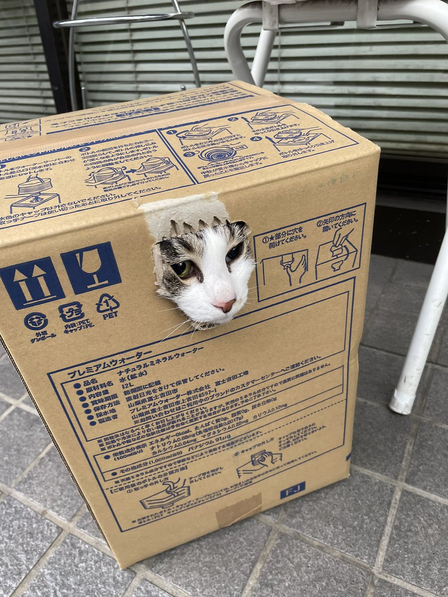  キャリーバッグ出して察知されると隠れちゃうから、気の毒だけど、たまたま入ってた段ボールのまま連れてった