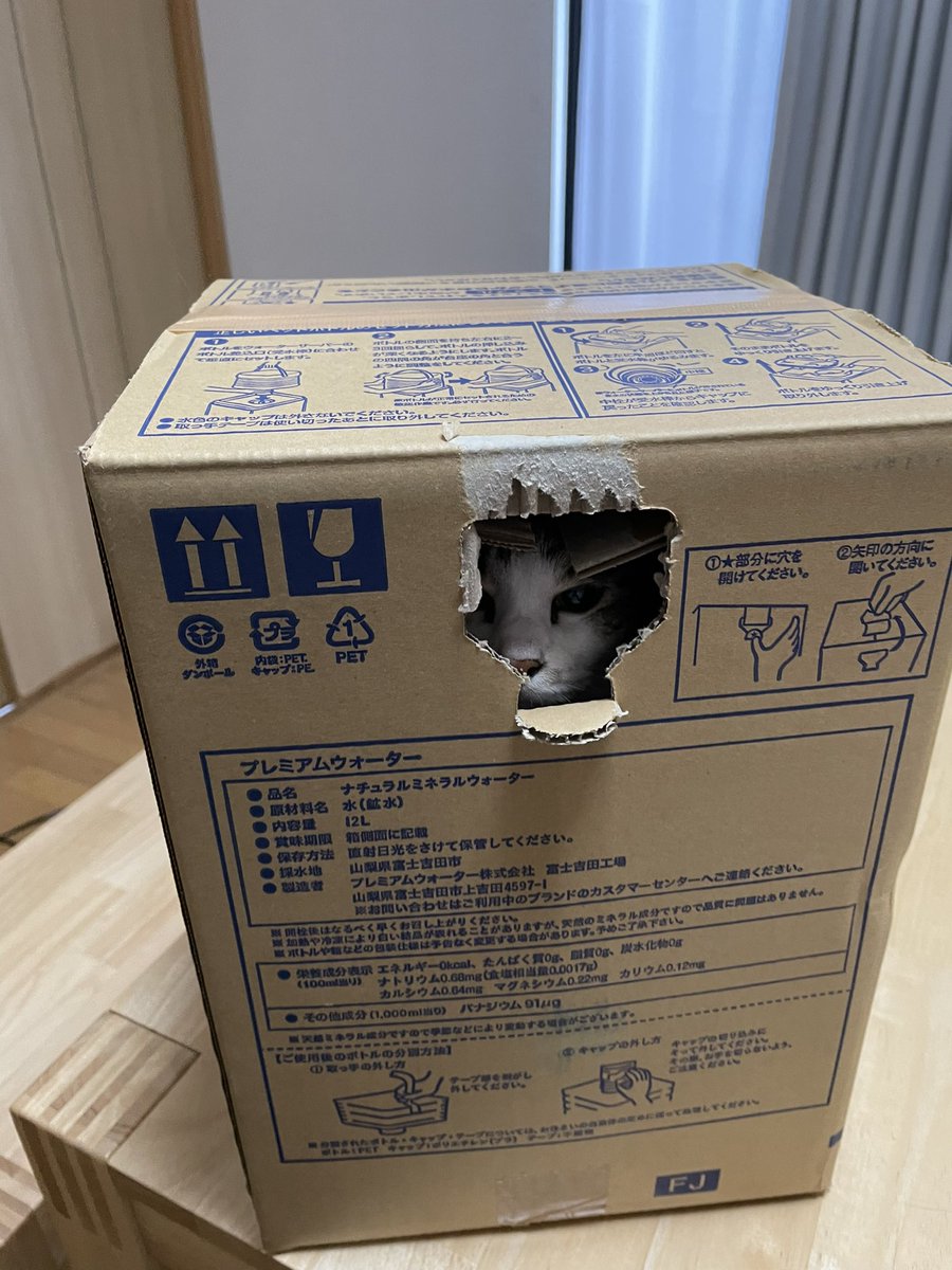  キャリーバッグ出して察知されると隠れちゃうから、気の毒だけど、たまたま入ってた段ボールのまま連れてった