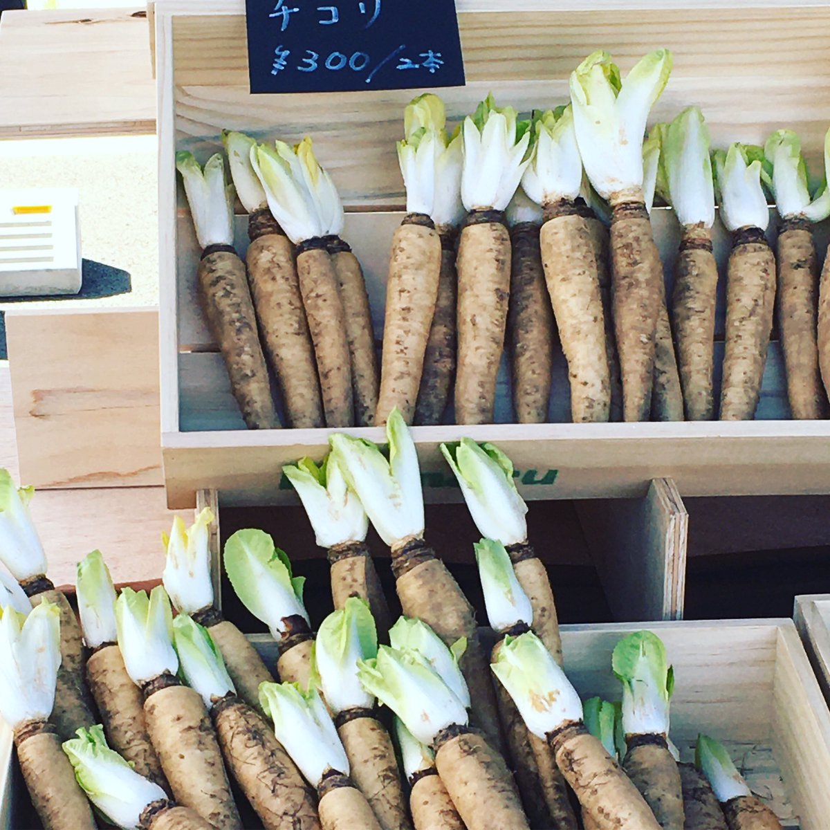 知らなかった… チコリってこんなふうに生えるのね。 