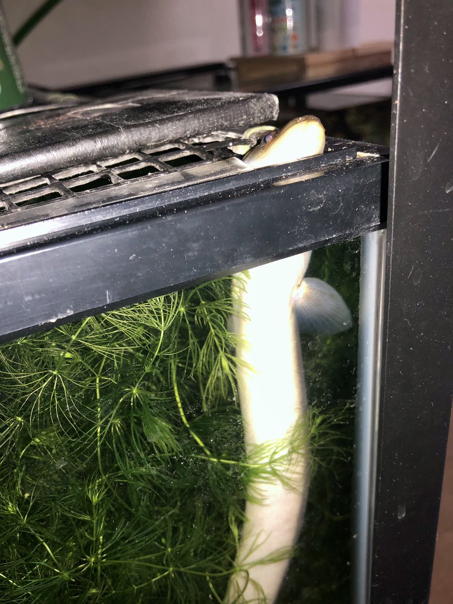 暗くしても寝ついてないときはたいてい晩飯忘れてる 