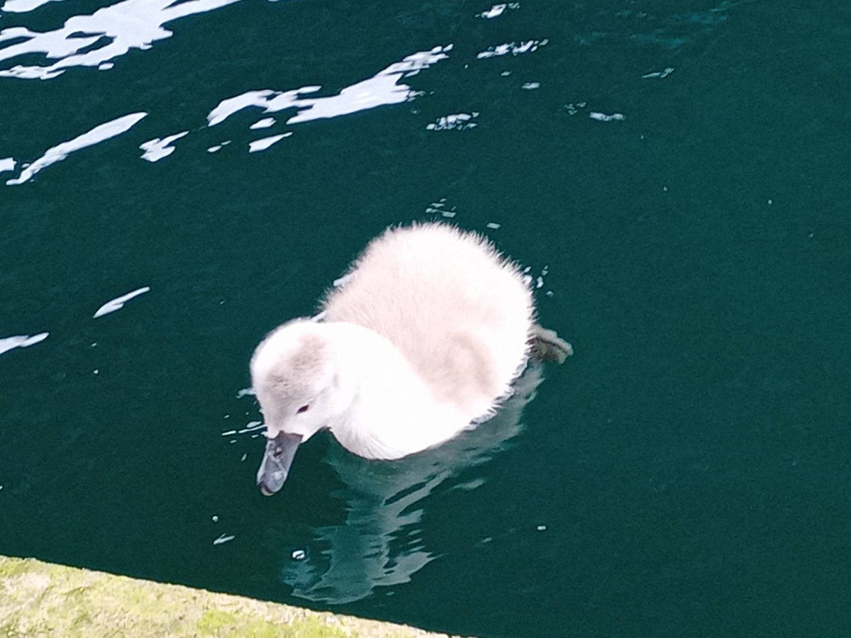 イギリスの夫から、家の前でハクチョウのヒナが生まれたとLINEが来た