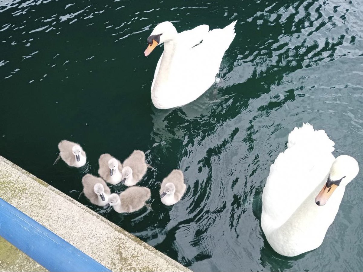 イギリスの夫から、家の前でハクチョウのヒナが生まれたとLINEが来た