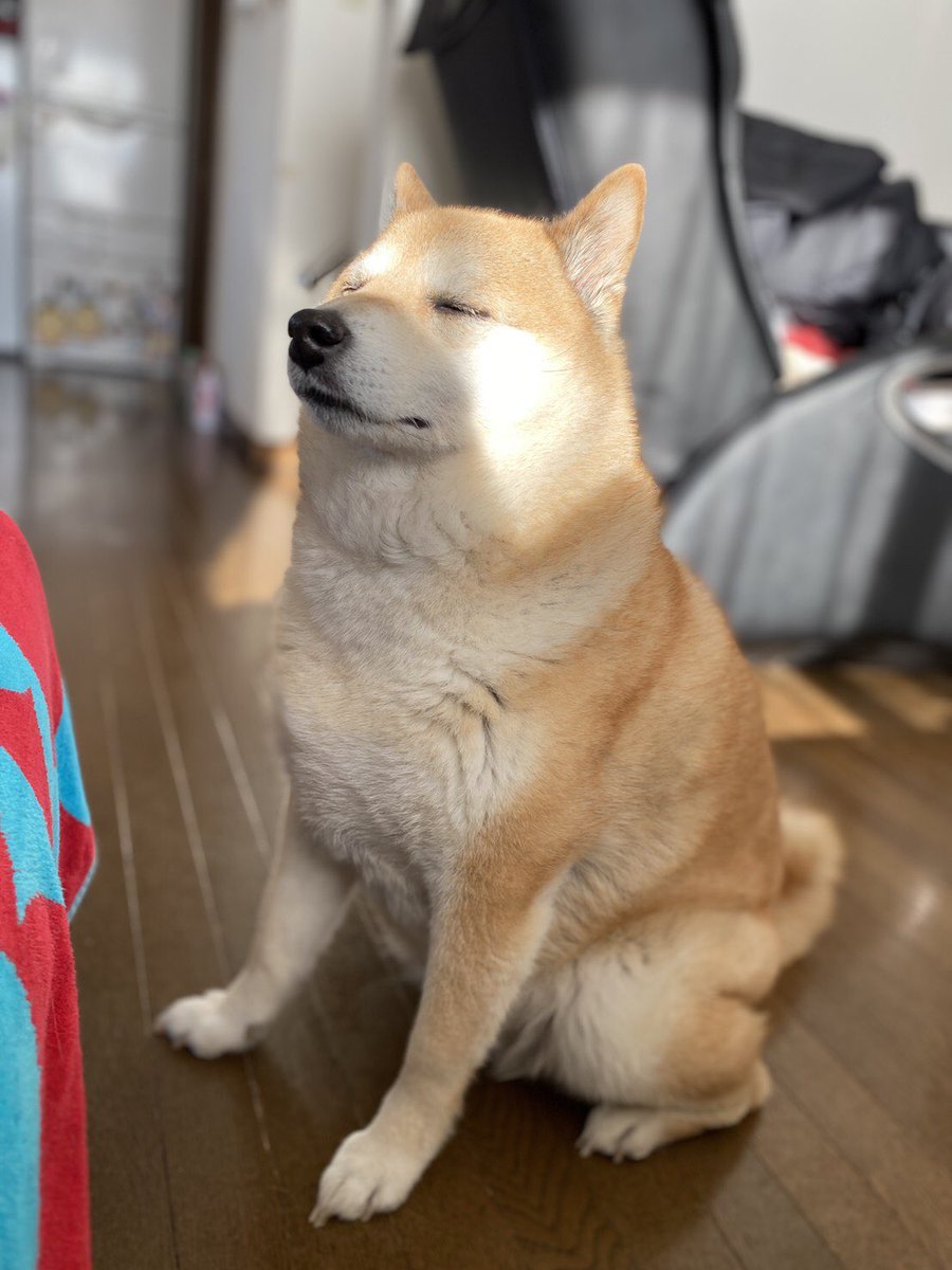 実家から送られてきた犬が最高なので見て 