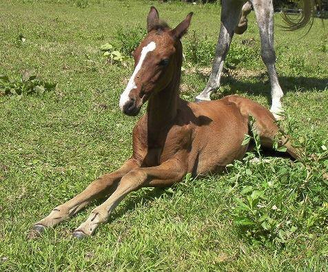 テイオーの最後の仔 キセキノテイオーが 馬名登録されました‼ 競走馬⇒乗馬ではなく 乗馬⇒競走馬です🏇 まずは能検合格を目指して 頑張ってほしいです👊👊 当歳時から末子の 可愛さ満開でした💕