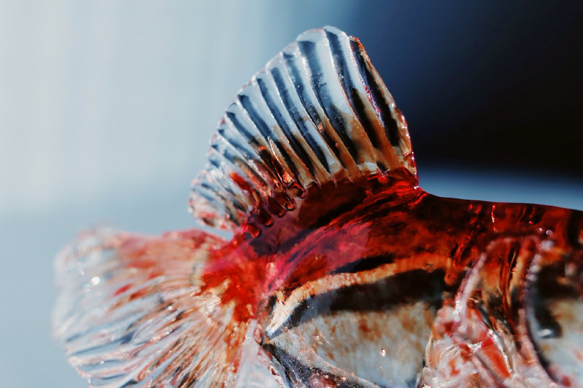  アメシンの職人が手がける金魚の飴を手に入れたのですが素晴らしすぎませんか‥