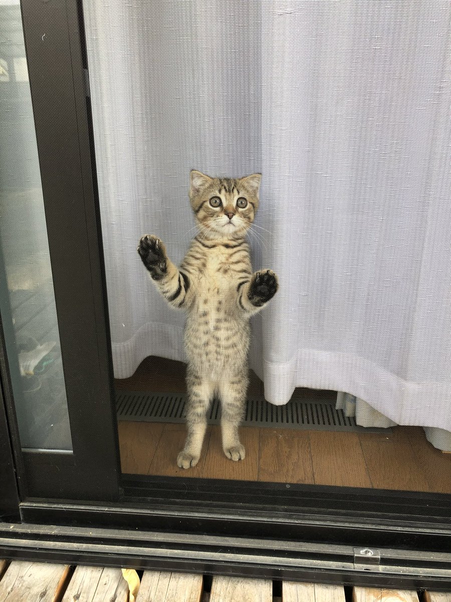 去年の今日→1年後…デカくなった上に子分ができた。 