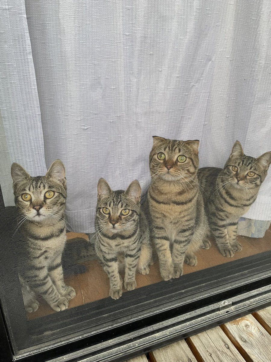 去年の今日→1年後…デカくなった上に子分ができた。 