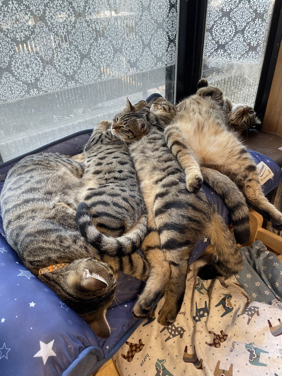 気に入ってくれたのは良かったけど逆に暑くないか❓ 