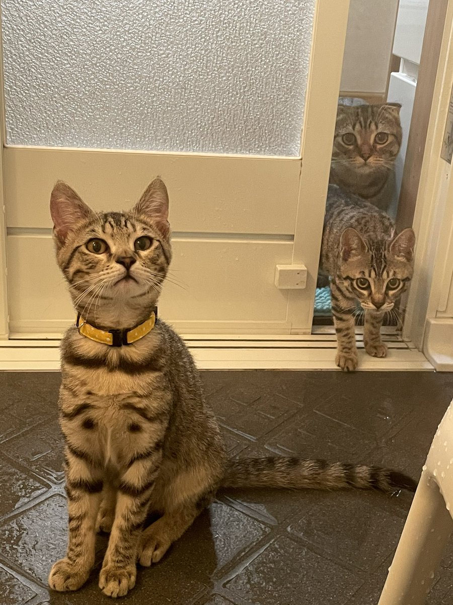 お風呂となったらやってきてチェックしないといけない使命感を持たないでほしい😑