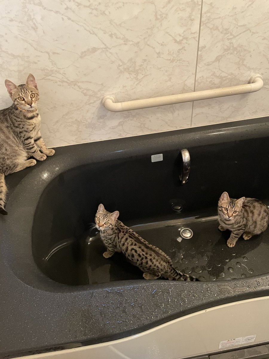 我が家は今バスジャックに遭っている😑 