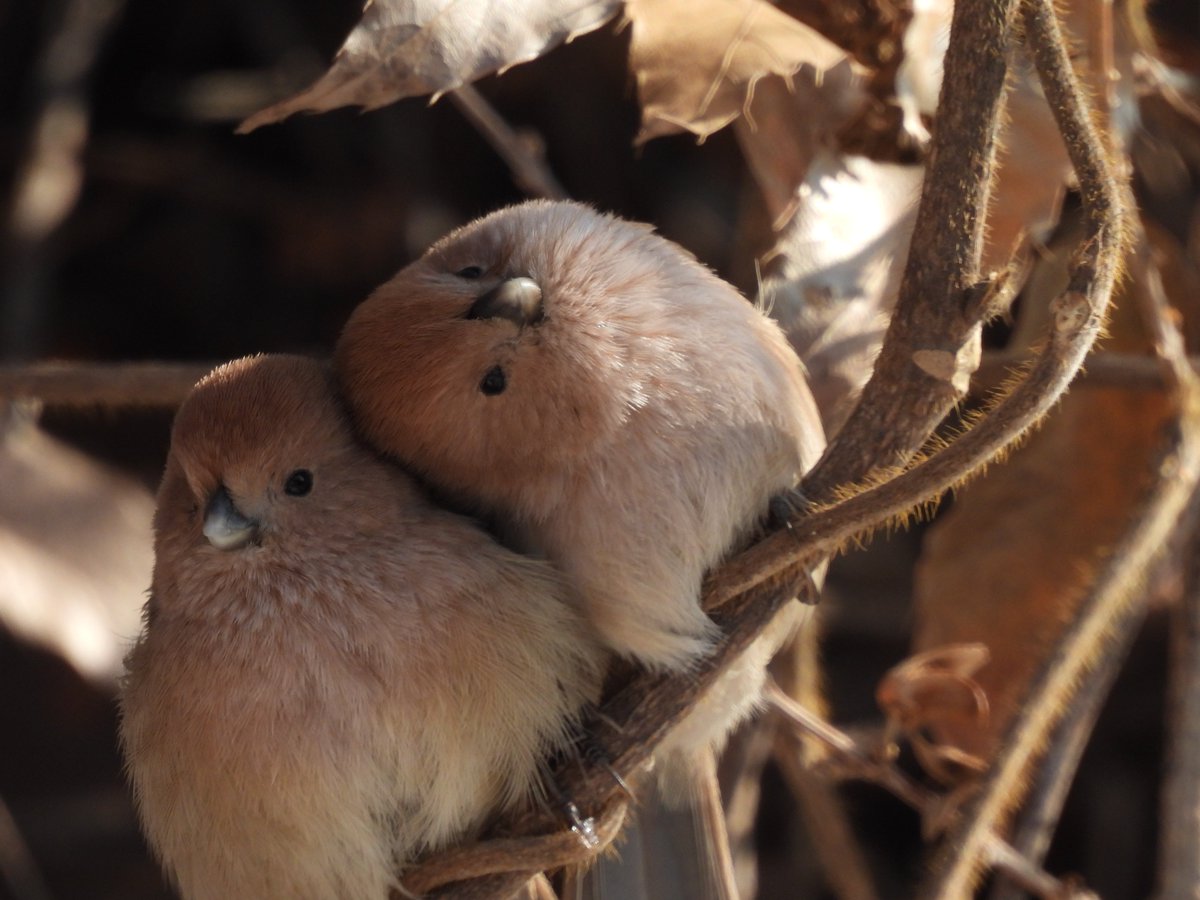 ずっと追いかけたい😍 ＃ダルマエナガ 