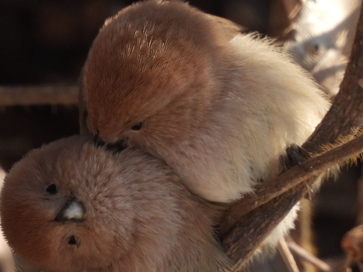 ずっと追いかけたい😍 ＃ダルマエナガ 
