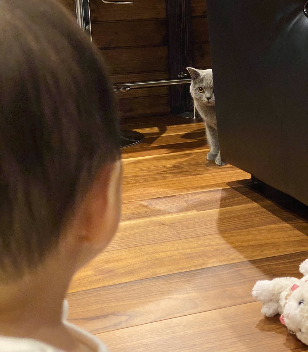 はじめて猫を見た娘と  はじめて娘を見た猫です 