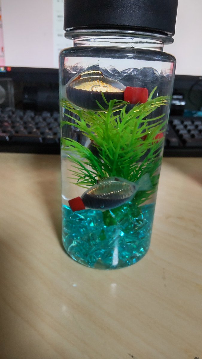 アクアリウム作った。 かわいいね 