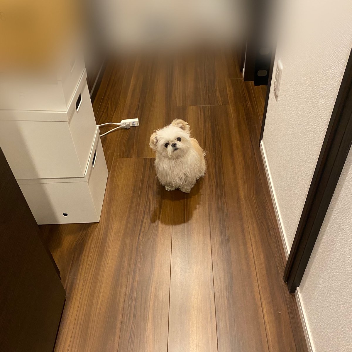 出掛けないように通せんぼされたけどおやつ買ってくるねって言ったら秒で通してくれたちょろい 