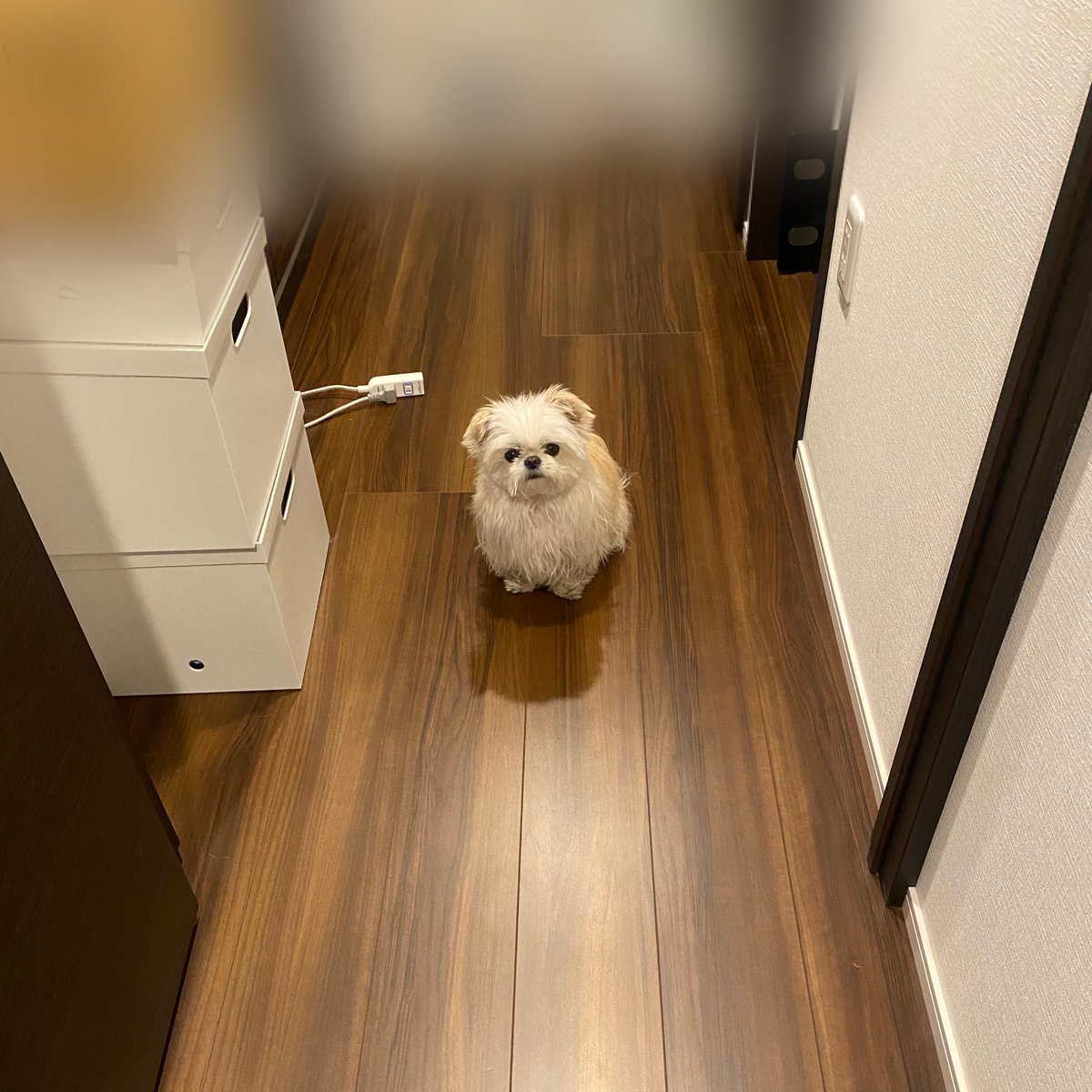 出掛けないように通せんぼされたけどおやつ買ってくるねって言ったら秒で通してくれたちょろい 