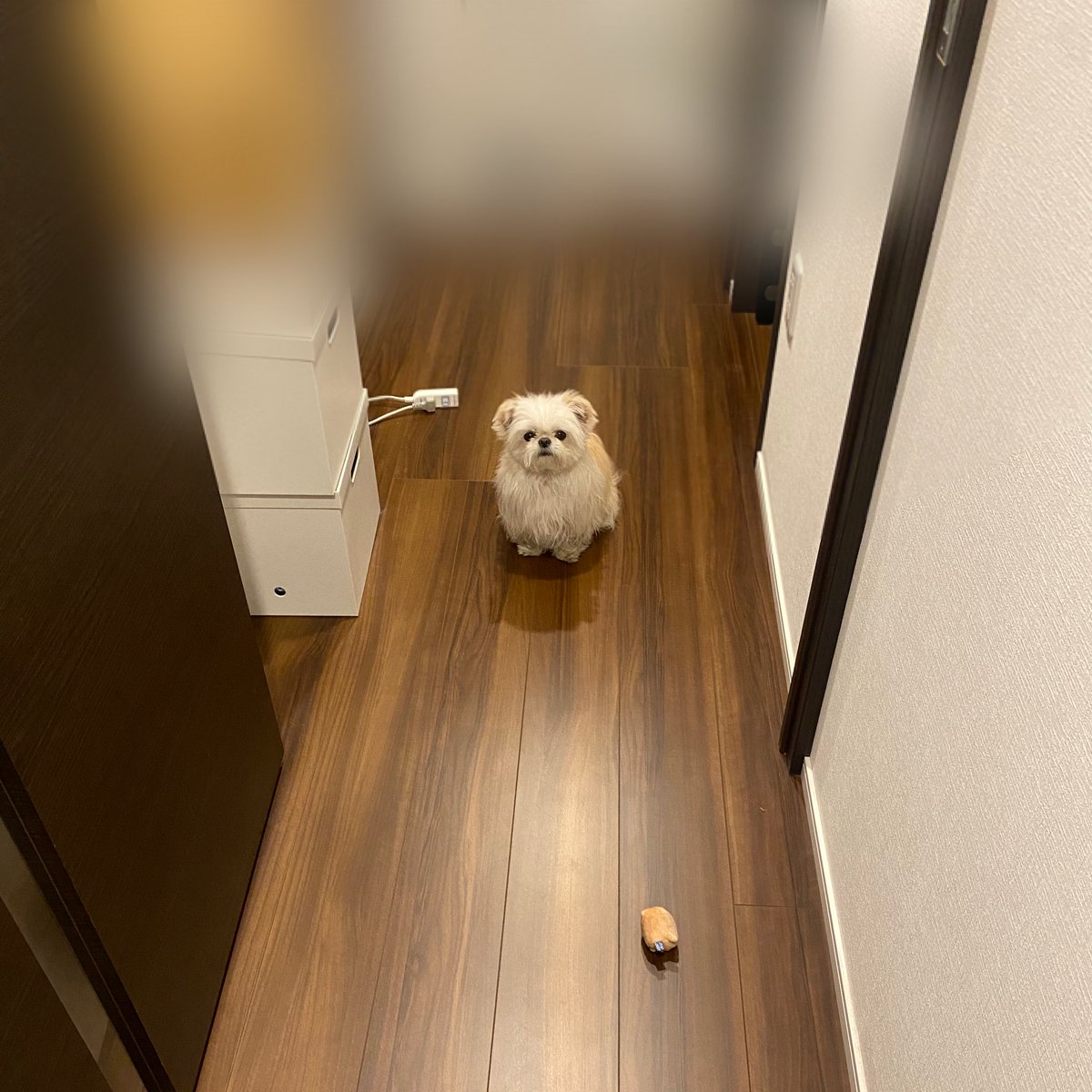 出掛けないように通せんぼされたけどおやつ買ってくるねって言ったら秒で通してくれたちょろい 