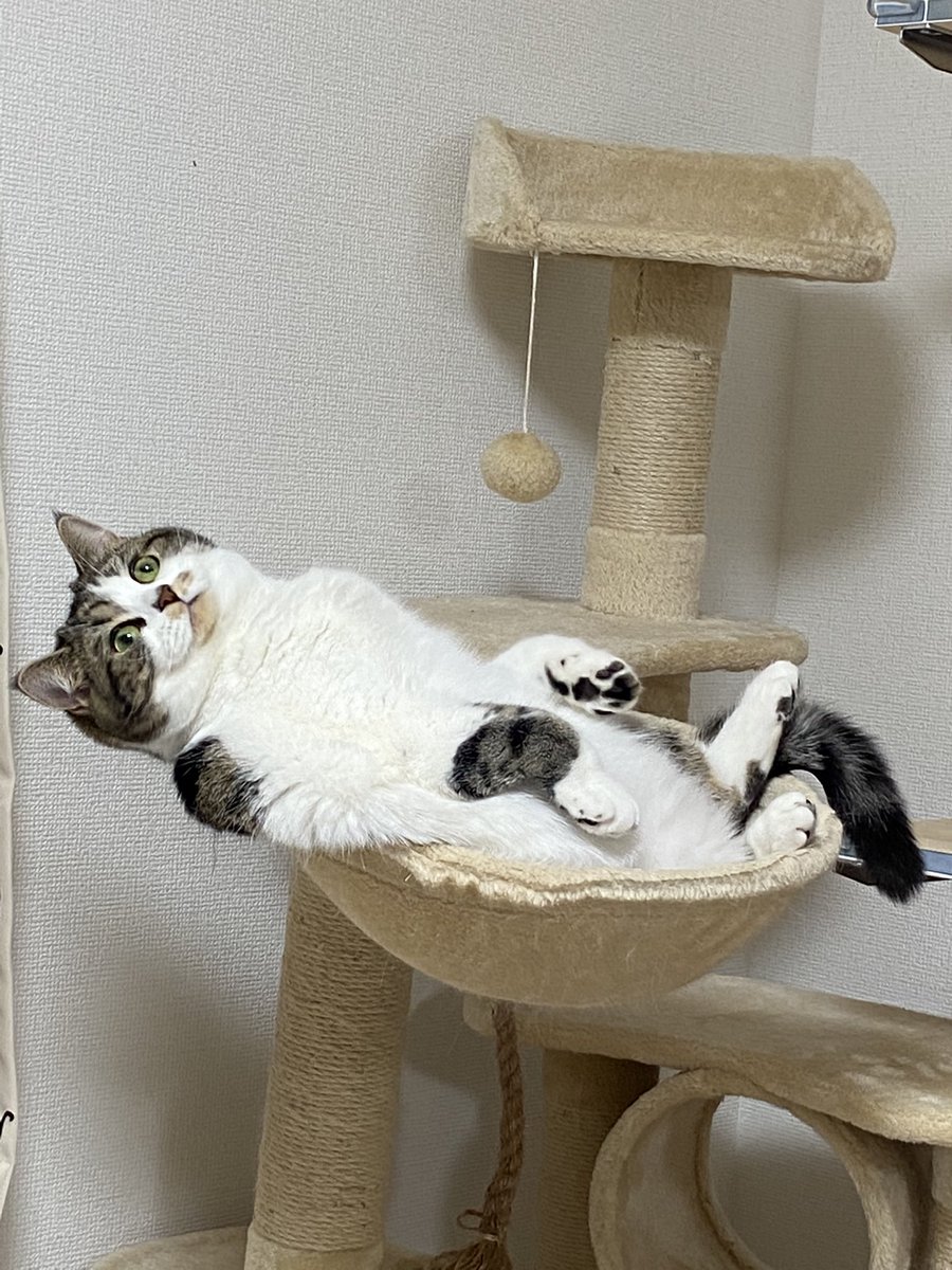 1年で家に慣れすぎでは……？ 